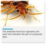 images of Bed Bugs Dangerous