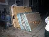pictures of Bed Bugs Dangerous