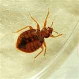 Why Do Bed Bugs Appear pictures