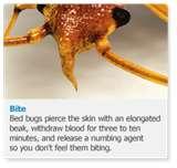 Bed Bugs Dangerous photos