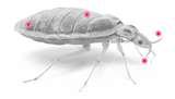 Bed Bugs Dangerous photos
