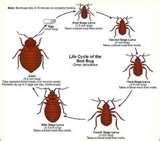 Bed Bugs Dangerous images