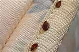 Bed Bugs Essex images