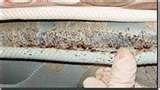 Bed Bugs Dangerous images