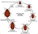 images of Why Do Bed Bugs Appear