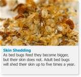 photos of Bed Bugs Dangerous