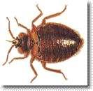 images of Bed Bugs Xenia Oh