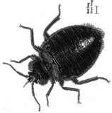 images of How Many Bed Bugs Are In Your Bed