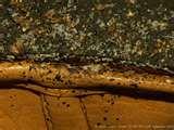 photos of Bed Bugs Dangerous