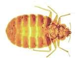 pictures of Bed Bugs Essex