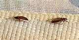 photos of Bed Bugs August 2010