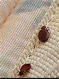 pictures of Bed Bugs Box Springs