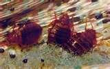 pictures of Bed Bugs Registry Nova Scotia