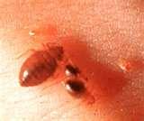 Bed Bugs August 2010 images