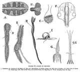 Bed Bugs Registry Nova Scotia images