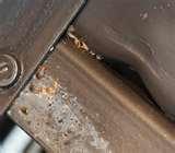 photos of Where To Buy Bed Bugs Spray
