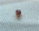 photos of Bed Bugs Is Disney