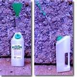 pictures of Bed Bugs Memphis Tn