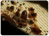 photos of Bed Bugs Hurt