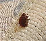 photos of Bed Bugs Zip