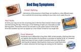 Bed Bugs Zip photos