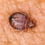 Bed Bugs Zip