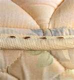 pictures of Bed Bugs Zip