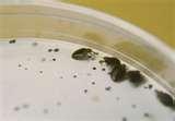 Bed Bugs Associated Press photos