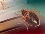 Bed Bugs Associated Press photos