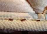 Bed Bugs Photos Of Mattresses