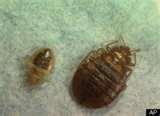 images of Bed Bugs Dc Apartments