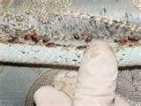 photos of Bed Bugs Westchester photos of Bed Bugs Westchester