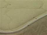 pictures of Bed Bugs Photos Of Mattresses