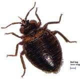 photos of Bed Bugs Ks