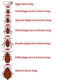 images of Bed Bugs Ohio Registry