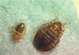 Bed Bugs Associated Press photos
