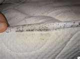 Bed Bugs Photos Of Mattresses pictures