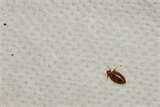 images of Bed Bugs Photos Of Mattresses