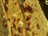 images of Bed Bugs 923