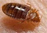pictures of Bed Bugs 923