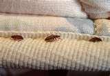 pictures of Bed Bugs Associated Press
