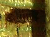 Bed Bugs 923