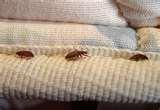 Bed Bugs Associated Press pictures