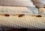 Bed Bugs Associated Press