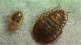 images of Bed Bugs Associated Press