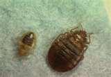 Bed Bugs Associated Press images