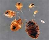 photos of Bed Bugs Ohio Registry