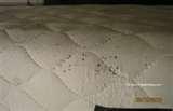 Bed Bugs Photos Of Mattresses images