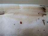 Bed Bugs 923 images