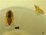 images of Bed Bugs Dc Apartments
